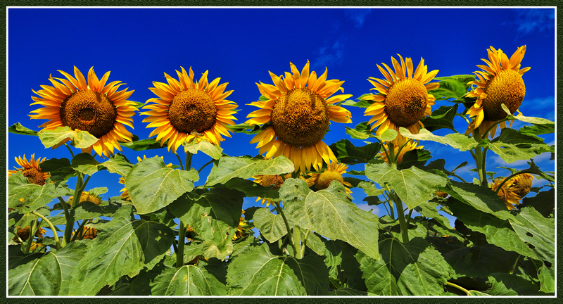 Sunflowers by Pat Stone